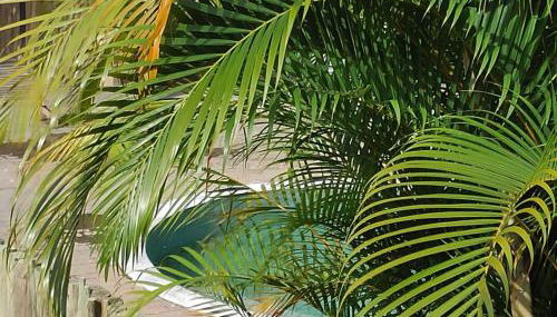 Gizele Sander Arte & Hospedagem - Foto 5, Garden, Garden view