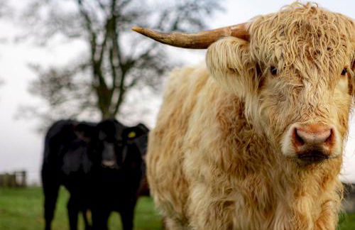 The Lodge House - By Elie - Foto 53