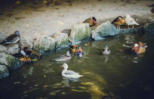 Quintãs Farm Houses - Foto 52