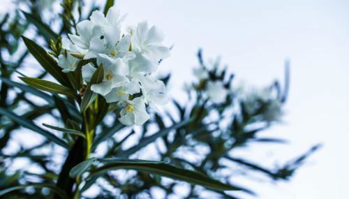 Chalet con Piscina "Il Girasole" Relax in Campagna - Foto 3, Garden