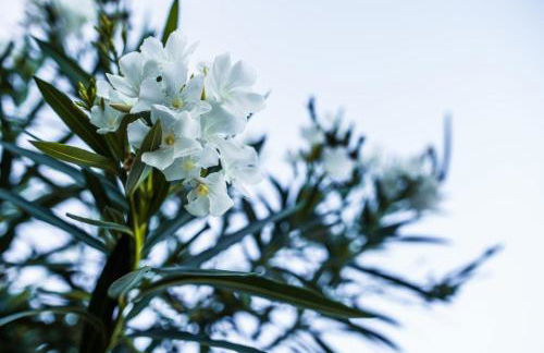 Chalet con Piscina "Il Girasole" Relax in Campagna - Foto 3