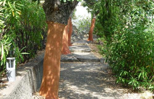 Les mimosas - Foto 18