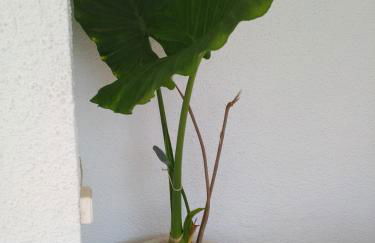 Villa Montsià - Foto 10