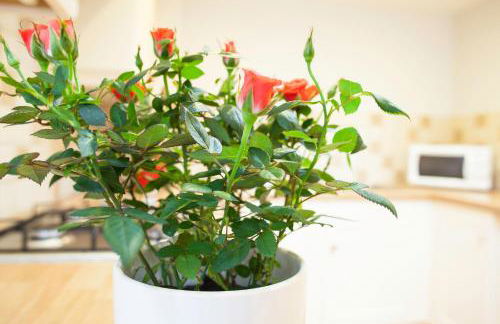 Fig Cottage, near Bradford on Avon and Bath - Foto 15