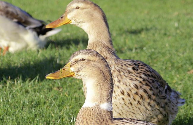Apartment With Private Terrace in Nessmersiel - Foto 11
