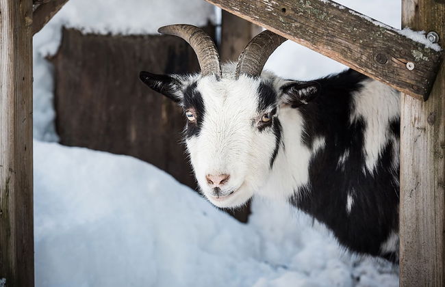 Das Urgestein - Foto 55