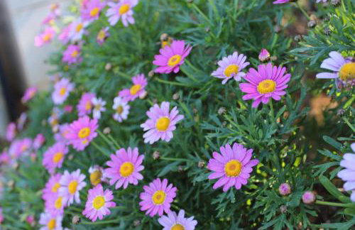 Holiday Home Ruby - Foto 59