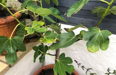 *Stunning* The Botanist Rest Ventnor IOW - Foto 45