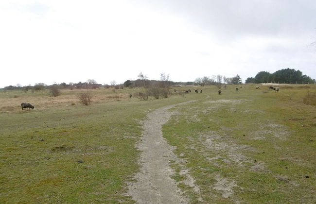 "sandpiper" on Rugen - Foto 13