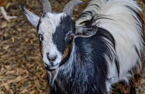 3 Bed in Aylton 77379 - Foto 31