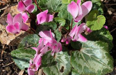 Sandsifter at 4 Trencrom Court, Carbis Bay,St Ives, Cornwall - Foto 13