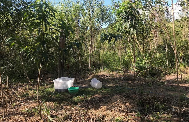 Ayahuaska - Photo 32