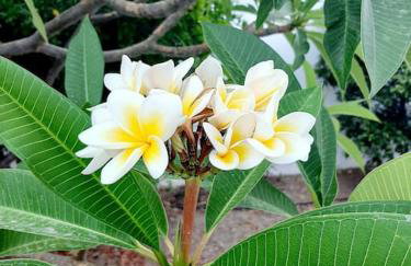 Annika's Summer Dream - Foto 40