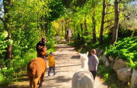 Agroturystyka Zagroda Alpaka - Foto 67