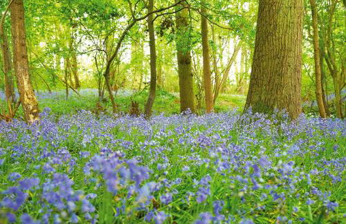 Endymion Lodge - Foto 13