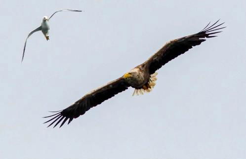 Carnmhor, Isle of Skye - Stunning 242 year old cottage on its own sea shore! - Foto 49