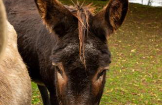 Family Cotswolds Cottage Farm Stay - The Smythy - Foto 39