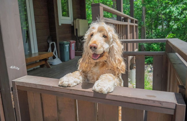 HAL Cottage - Foto 30