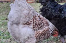 Sítio em meio a natureza, perfeito para relaxar - Foto 15