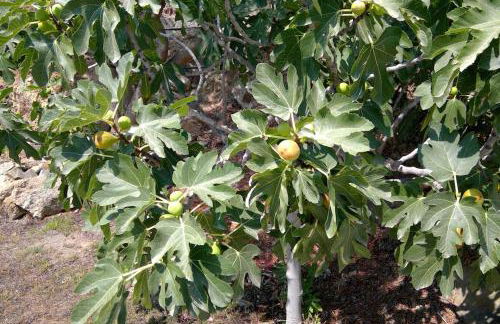 Villa Frangipani with large private pool, Rhodes - Photo 12