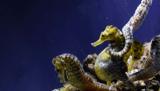 Seahorses