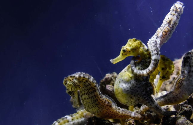 Ingresso do aquário de O Grove - Foto 2