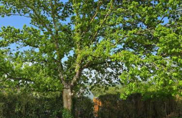 Gîte Ty Rosanès proche de la mer - Foto 61