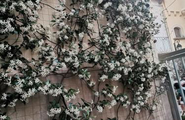 Le camelie - Foto 15