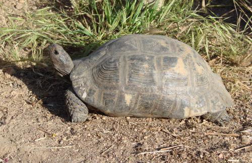 La Fattoria Delle Tartarughe - Foto 55