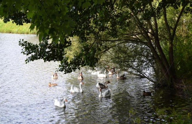 Charming Chalet in Vielsalm - Photo 37