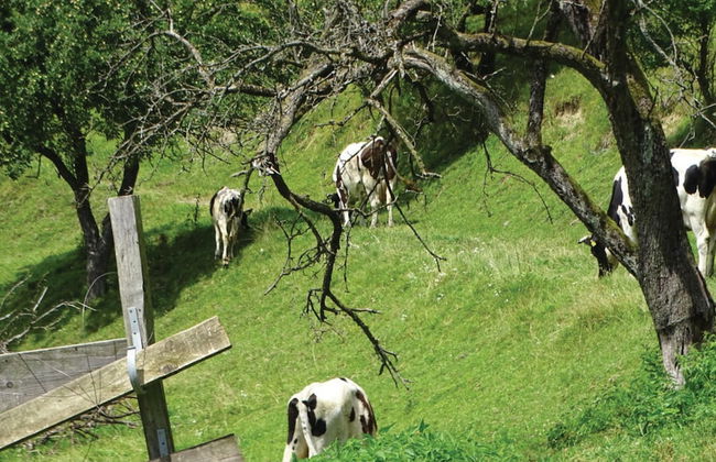 Farmhouse Blackberry Pool Wellness - Photo 22