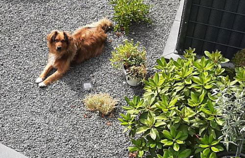 VivaNatura Eifelferienappartement - Photo 11