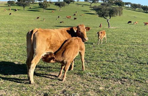 Herdade da Boavista - Foto 59