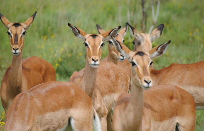 Shirvan National Park: Gazelle Safari and Birdwatching - Full-Day Tour with Optional Village Lunch - Foto 1