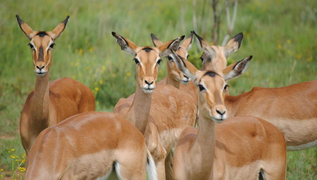 Shirvan National Park: Gazelle Safari and Birdwatching - Full-Day Tour with Optional Village Lunch - Foto 1