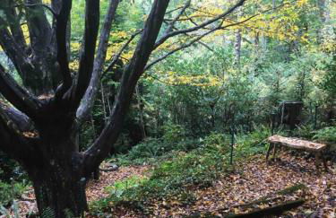 Secret Garden Getaway - Apartment in Asheville near the Great Smokey Mountains! - Foto 42