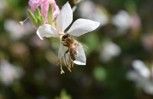 BeeHouse - La Casa delle Api Agriturismo - Photo 30