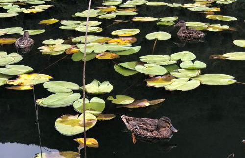 Ledro Rustik - Foto 26