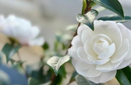 Casa Rural Las Camelias - Foto 28