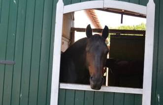 Ferienhaus Hof Papenwohld - Naturpark, Gartensauna - Foto 19
