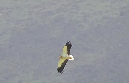 Pena plata - Foto 20