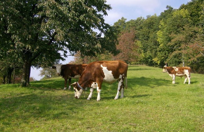 Am Reichenbach Modern Retreat - Foto 19