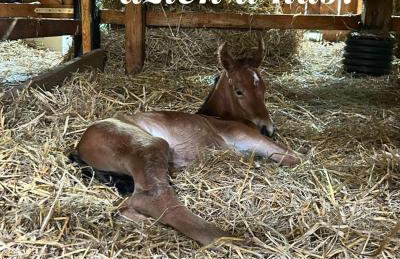 Dom na wyłączność Kruzy36 - Foto 16