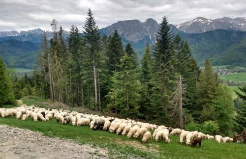 Domek u Gochy - Foto 39