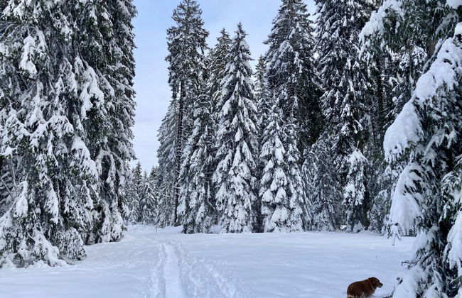 Maison de vacances - LM - Foto 41