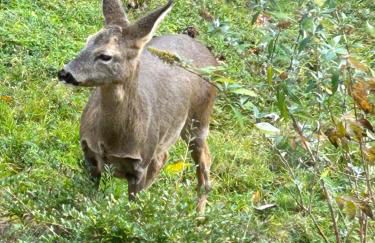 Gîte la Chenevière - Foto 24