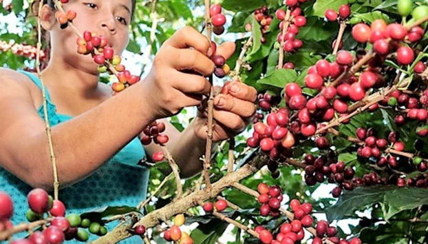 Tour del caffè di Villa Rica