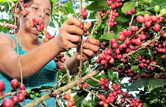 Tour del café por Villa Rica - Foto 1