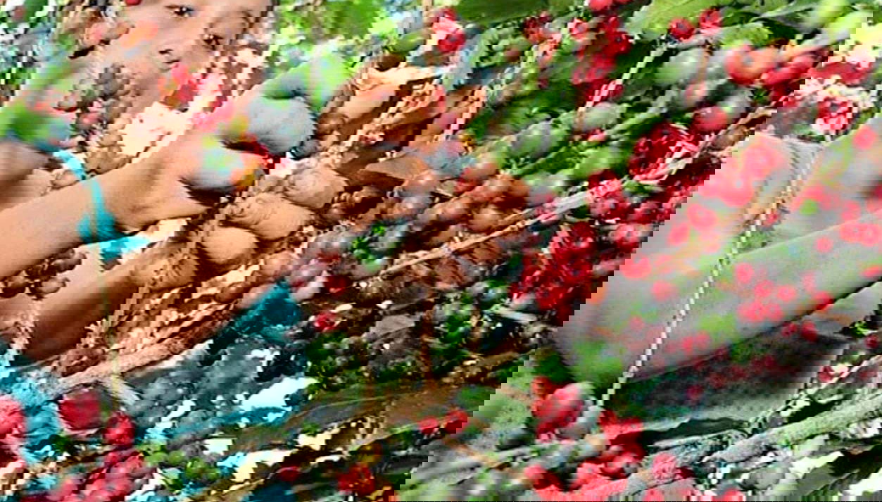 Coffee tour of Villa Rica