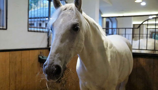 A Lipizzan horse